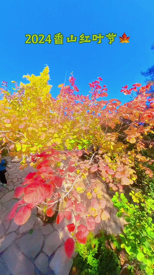 香山红叶什么时间最红,香山红叶几月份最红-第8张图片-柯迪百科 香山红叶什么时间最红,香山红叶几月份最红-第8张图片-柯迪百科