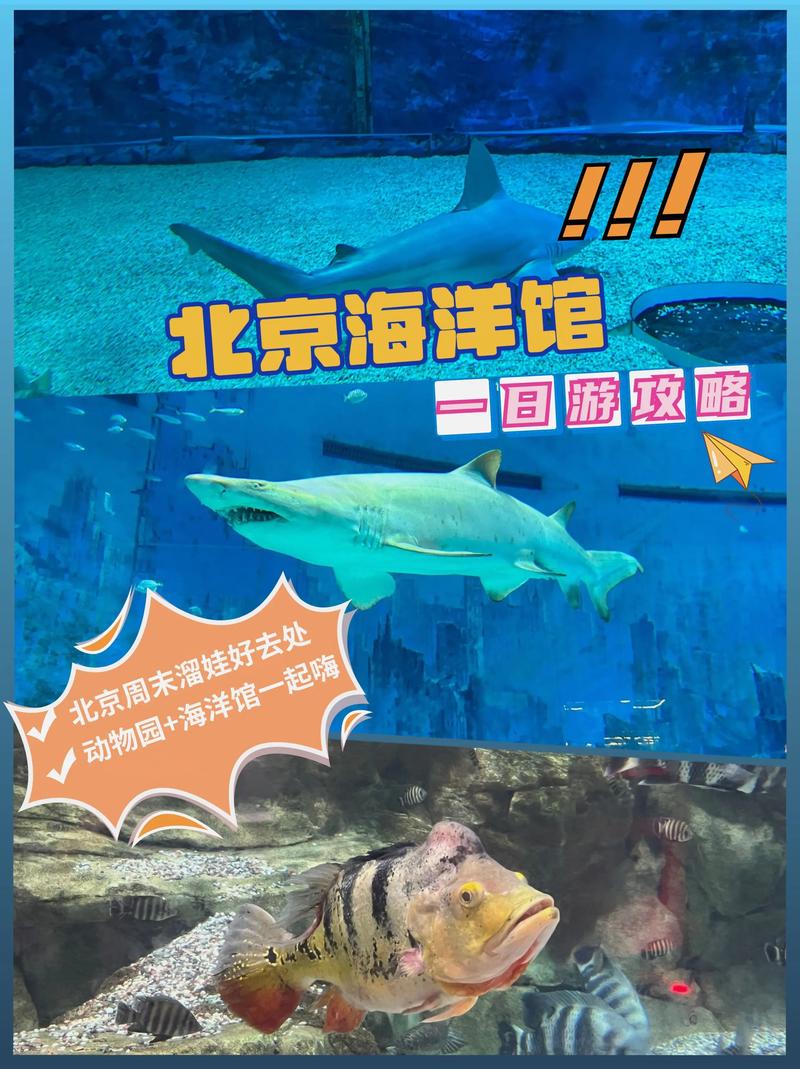 北京海洋馆门票，北京海洋馆门票60岁以上有优惠吗?-第2张图片-柯迪百科