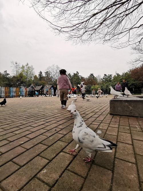 合肥杏花公园,合肥杏花公园相亲角在哪个位置-第8张图片-柯迪百科 合肥杏花公园,合肥杏花公园相亲角在哪个位置-第8张图片-柯迪百科
