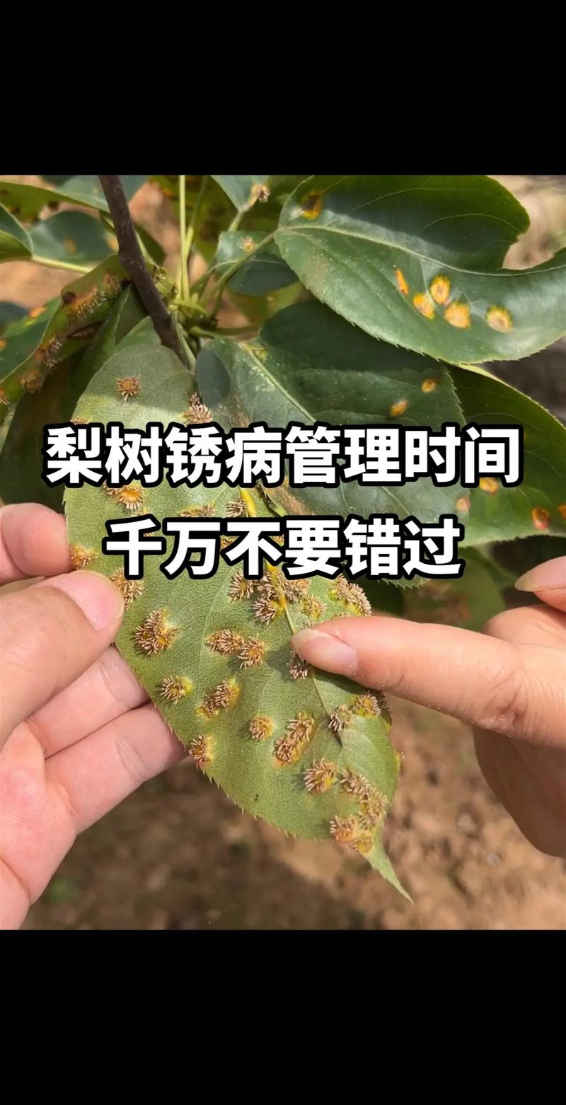 梨树一周天气预报,梨树15天气预报-第4张图片-柯迪百科 梨树一周天气预报,梨树15天气预报-第4张图片-柯迪百科
