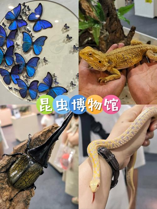 上海昆虫博物馆？上海昆虫博物馆门票预约？-第3张图片-柯迪百科