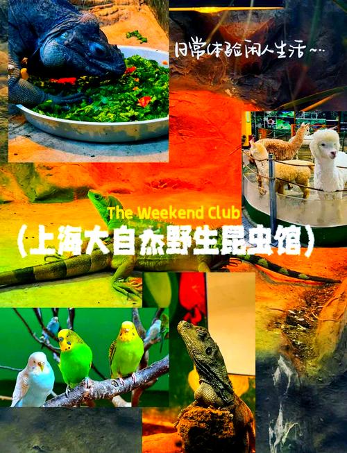 上海昆虫博物馆？上海昆虫博物馆门票预约？-第7张图片-柯迪百科
