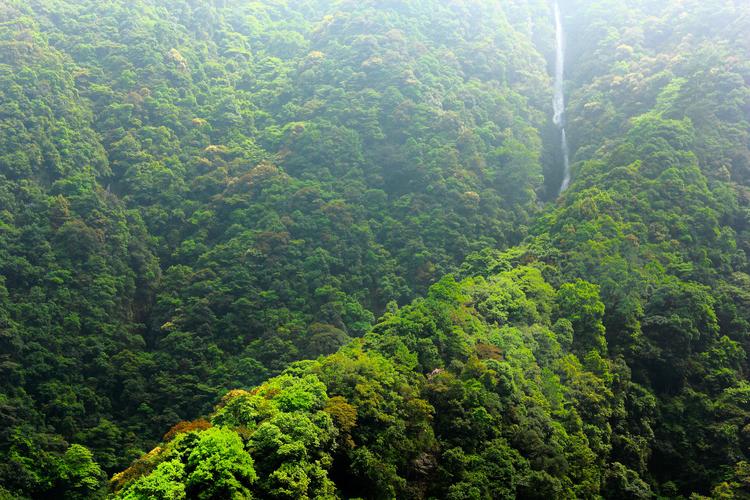 旗山国家森林公园?旗山国家森林公园要门票吗?-第4张图片-柯迪百科 旗山国家森林公园?旗山国家森林公园要门票吗?-第4张图片-柯迪百科