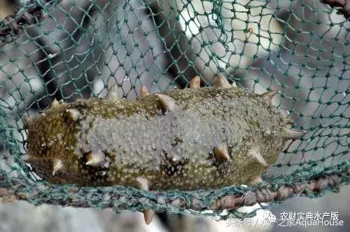 唐山丰南黑沿子天气？唐山丰南黑沿子天气预报？-第3张图片-柯迪百科