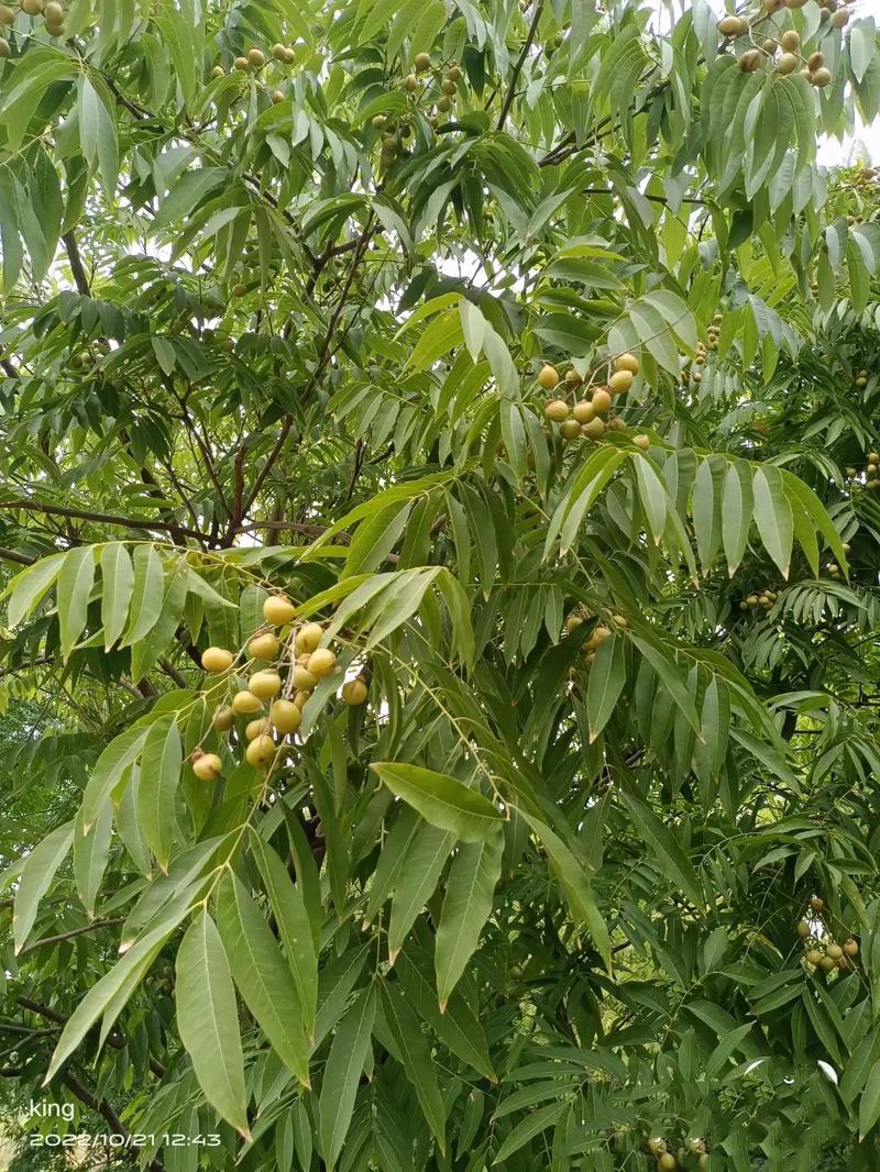 徐州植物园？徐州植物园门票多少钱？