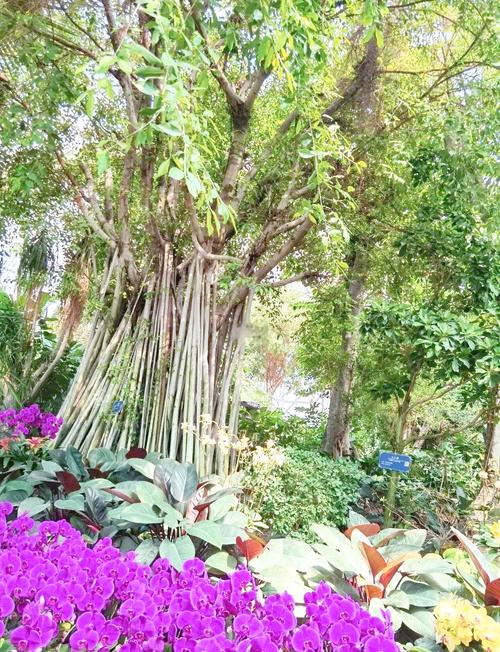 徐州植物园?徐州植物园门票多少钱?-第3张图片-柯迪百科 徐州植物园?徐州植物园门票多少钱?-第3张图片-柯迪百科