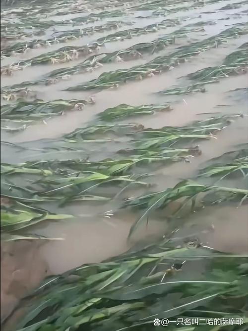 山东疫情最新消息，山东疫情最新消息2024-第7张图片-柯迪百科